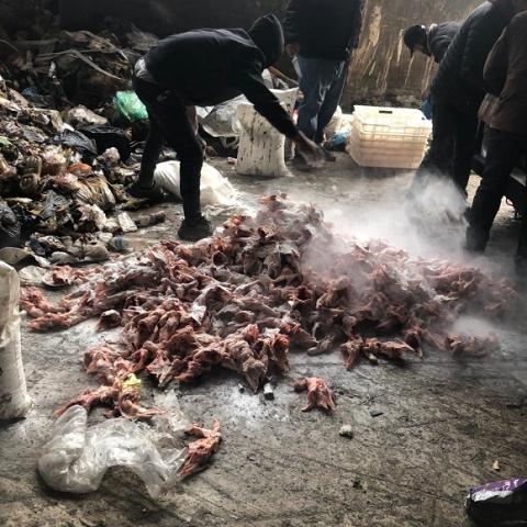Closure of Two Chicken Warehouses in Saadnayel  for Violating Food Safety Regulations